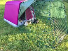 Hamish & andy er vilde med deres nye lyserøde piggy palace!