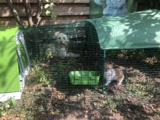 Kanin i et løbegård med et grønt bur Go 