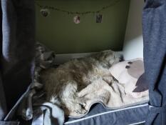 Hund sover i Fido Studio  hund kasse møbler