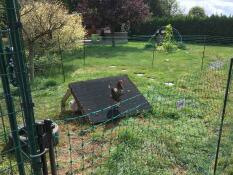 Høns i haven med Omlet hønsehegn