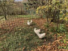 Et par høns, der hakker jorden for at finde frø, bag deres hønsehegn