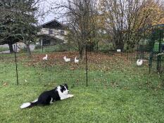 En hund, der overvåger hønsene bag deres hegn
