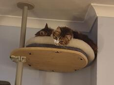 To katte på deres kattetræ