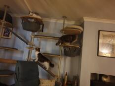 Tre katte leger på deres indendørs kattetræ
