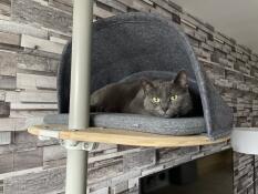 En grå kat, der gemmer sig i sin hule på sit indendørs kattetræ