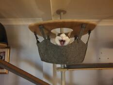 En gabende kat i hængekøjen på sit indendørs kattetræ