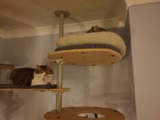 2 katte ligger på hylderne på deres indendørs kattetræ