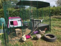 Omlet lilla Eglu Cube stor hønsegård indenfor Omlet hønsegård med høns, der kan gå ind i hønsegården