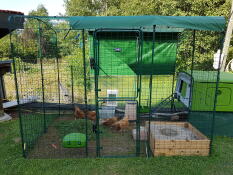 En stor løbegård til høns med en stor grøn Eglu Cube med høns indenfor