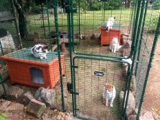 Fire katte i en løbegård i en have med kattesenge og legetøj