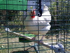 Kylling på Omlet universal kyllingestang i løbegård