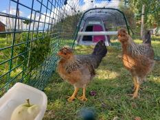 2 høns er ved at spise et æble i deres lyserøde hønsegård