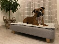 Storm, 2 år gammel staffie og hans kurv Topology