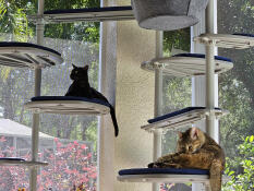 Luna og catness Godkendt