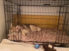 Hund sovende Omlet Fido hundekasse
