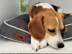 Hund sover på Omlet Fido seng