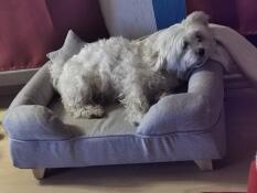 Hund sidder på Omlet memory foam bolster hundeseng med firkantede træfødder