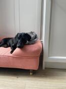 Fantastisk seng - ser Godt ud, og vores hund har elsket den