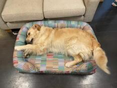 En Golden retriever, der ligger i den elektriske pawsteps bolster hundeseng.