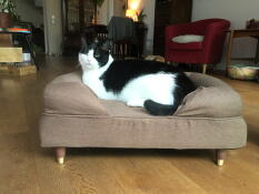 En kat, der sidder i sin brune seng med pude