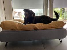 En glad brun hund på sin grå seng med gul sækkestolpe