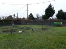 To høns bag hønsehegn i en have med et Eglu Cube hønsehus