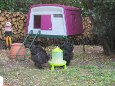 Høns spiser fra foderautomat foran Omlet lilla Eglu Cube stor hønsegård