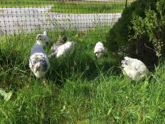 Sorte og hvide små høns i en have bag hønsehegn