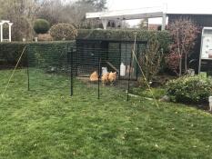 Nyt hønsehus med gul Orpington og Jeres 12m hegn