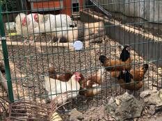 Høns i Omlet gå i hønsegård