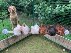 Hund kigger på kyllinger, der sidder på Omlet universal kyllingestang i Omlet gå i hønsegård
