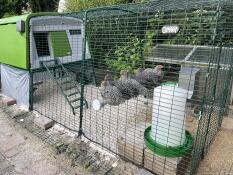 Seks kyllinger på række på deres siddepinde i en hønsegård
