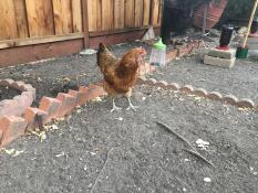 En høne i en have med hængende pikkegrej