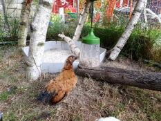 Kylling i løbegård med Omlet puklegetøj