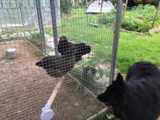 En kat, der kigger ind i en hønsegård med to kyllinger på en træpind