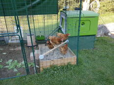 Et stort grønt Eglu Cube med tilhørende løbegård og masser af høns indenfor