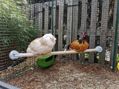 Høns på Omlet universal kyllingestang i Omlet høns i hønsegård