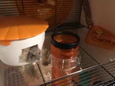 En hamster klatrer ud af et lille hus inde i Qute hamsterburet