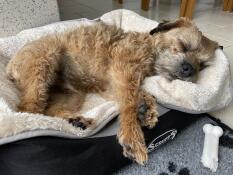 Terrier sover på stort gråt og cremefarvet superblødt hundetæppe fra Omlet.