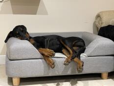 En hund, der sover i sin grå seng med en pude på toppen