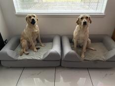 To hunde sidder side om side, hver på en stor grå seng med en pude