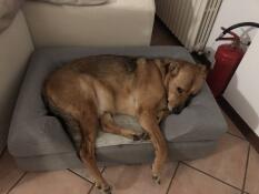 Hund ligger på Omlet Topology hundeseng med bolster sengetopper