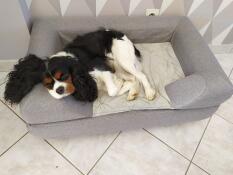 En hvid og sort mellemstor hund, der sover med hovedet hvilende på sengekanten i sin seng
