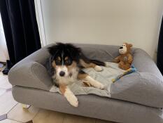 En hund på en grå seng og grå topmadras