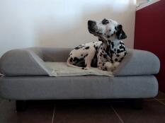 En hund på sin grå seng med en pude på toppen