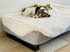 Hund sover på Omlet Topology hundeseng med fåreskind og sorte skinnefødder
