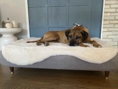 En hund, der hviler på sin grå seng med hvidt fåreskind som topmadras