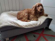 Hund sidder på Omlet Topology hundeseng med sengetæppe og Omlet blødt Luxury hundetæppe