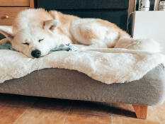 Hund sover på Topology hundeseng med fåreskind