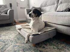 En hund på sin hundeseng med quiltet top og runde træfødder